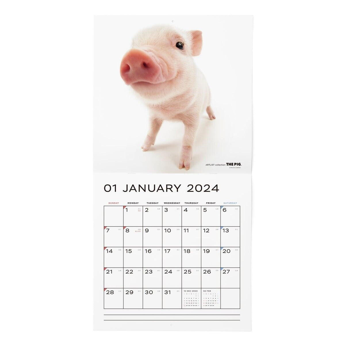 The Pig 2024 Calendar Large Size 290 × 290Mm | 2024 December Calendar Printable Piglet